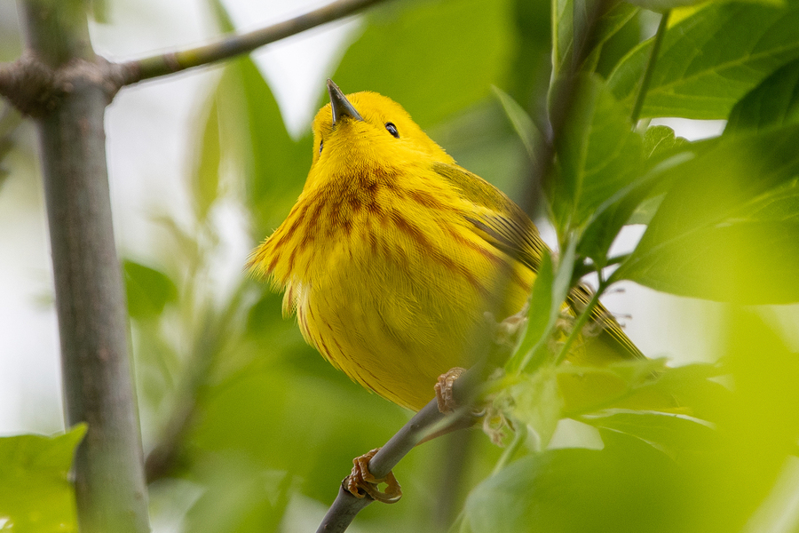 Kirstyn Eckhardt -Northern Yellow Warbler (1).jpg (486 KB)